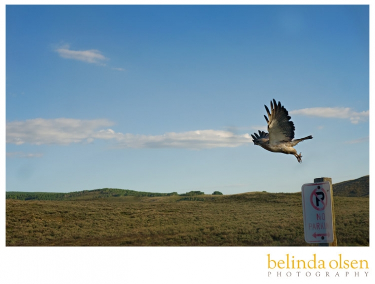 hawk flying photographed by Logan Utah Wedding Photographer